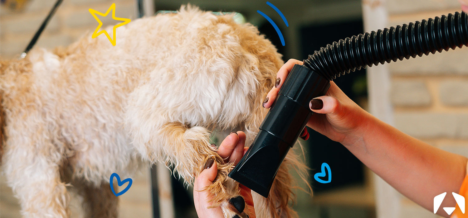 Pet Supplies Store -Pet Supplies Store 2