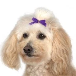 Aria Multi Colour Bow Canister 3/8in 100 PC -Pet Supplies Store AR 16199 2