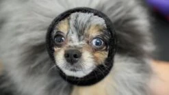 Happy Hoodie Black, X-Small -Pet Supplies Store HH 00 BK 3