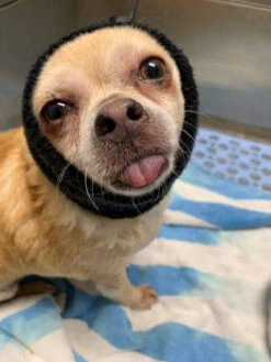 Happy Hoodie Black, X-Small -Pet Supplies Store HH 00 BK 4