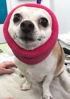 Happy Hoodie Pink, Pack Of 2 -Pet Supplies Store HH 01 PK 4