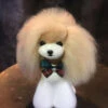 Mr. Jiang Teddy Bear Head Hair / Model Dog [Champagne] -Pet Supplies Store MJ TB04C