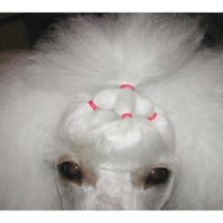 Show Tech Latex Bands Neon 1000pcs -Pet Supplies Store ST 90998 4