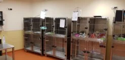 Aeolus KA509T Stainless Steel Modular Cage (2019 Model) [Design 4] -Pet Supplies Store T KA509TD4 5