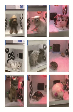 KissGrooming Pet Drying Cabinet 907TN With 3 Motors 15 KissGrooming Pet Drying Cabinet 907TN With 3 Motors -Pet Supplies Store T TD907TN 6